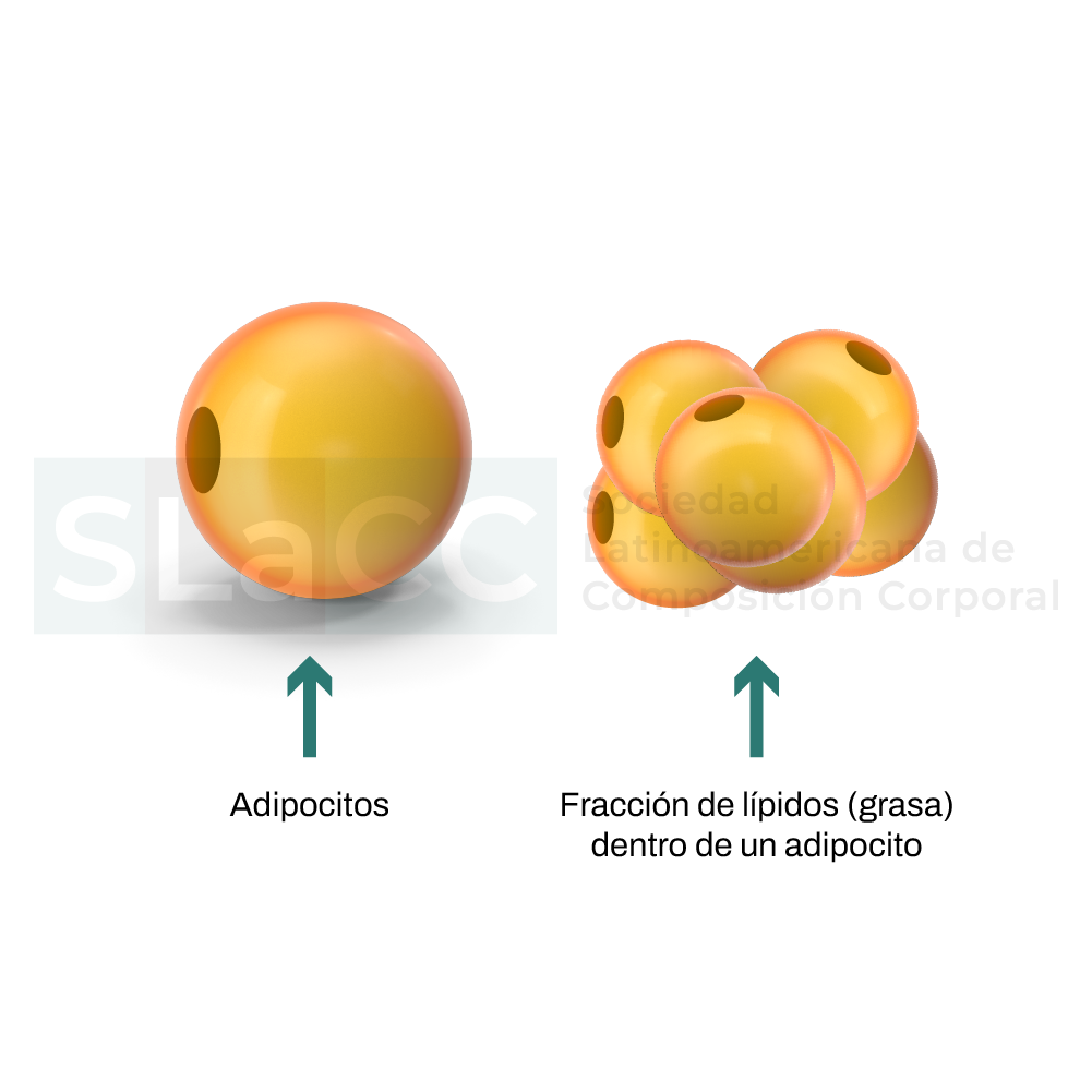 Masa grasa Vs Tejido adiposo