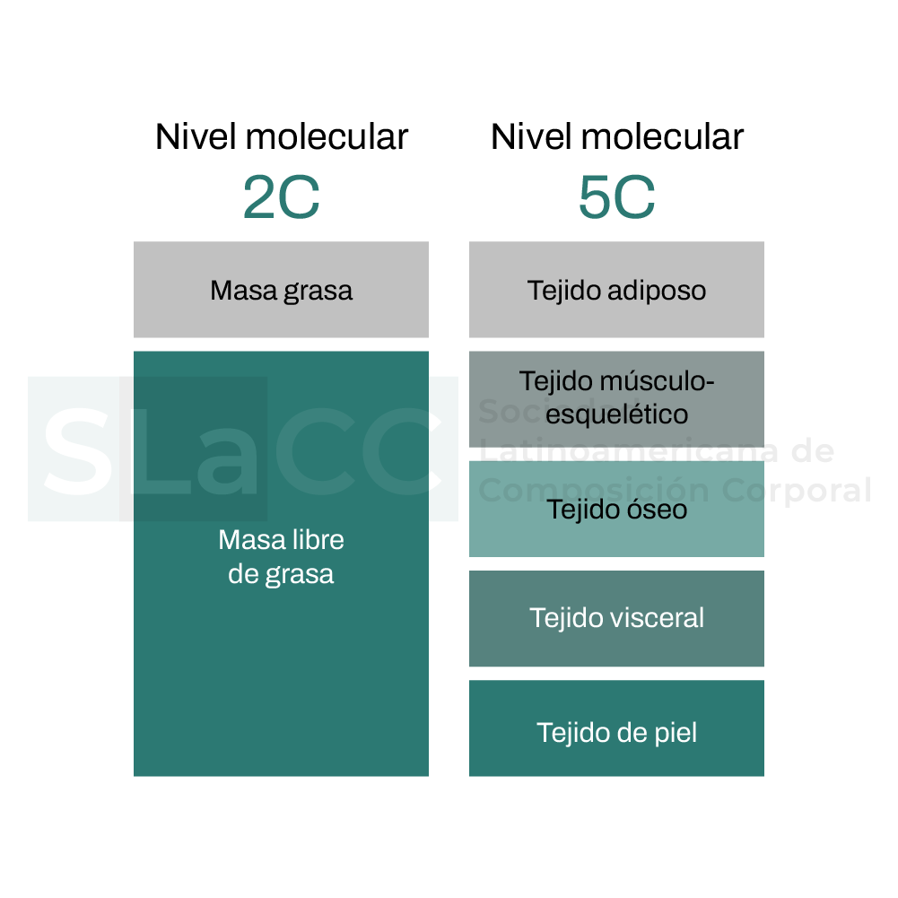 Modelos de análisis de composición corporal más empleados en salud y deporte