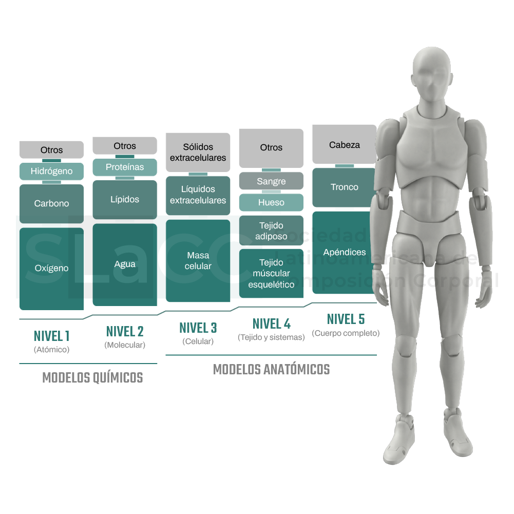 Modelos de niveles para el estudio de la composición corporal humana