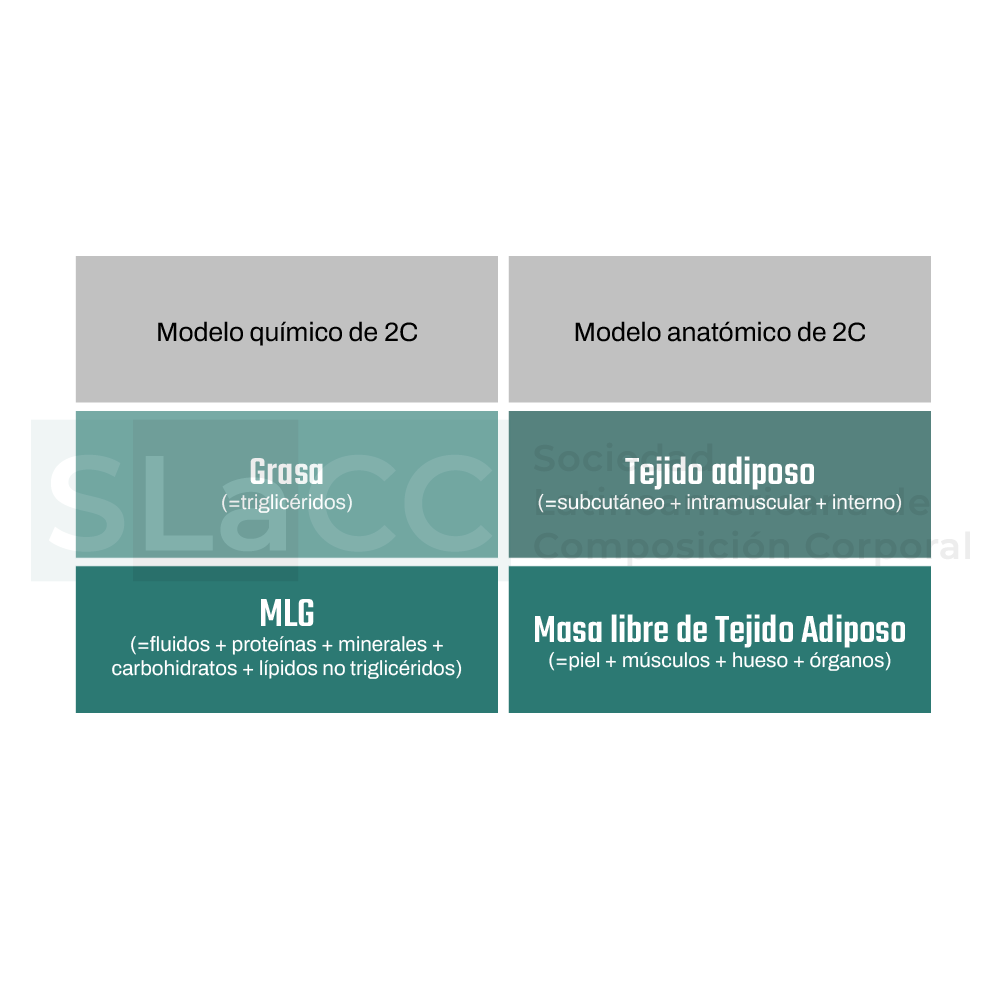 Propuestas de 2 compartimentos: modelo químico y modelo anatómico