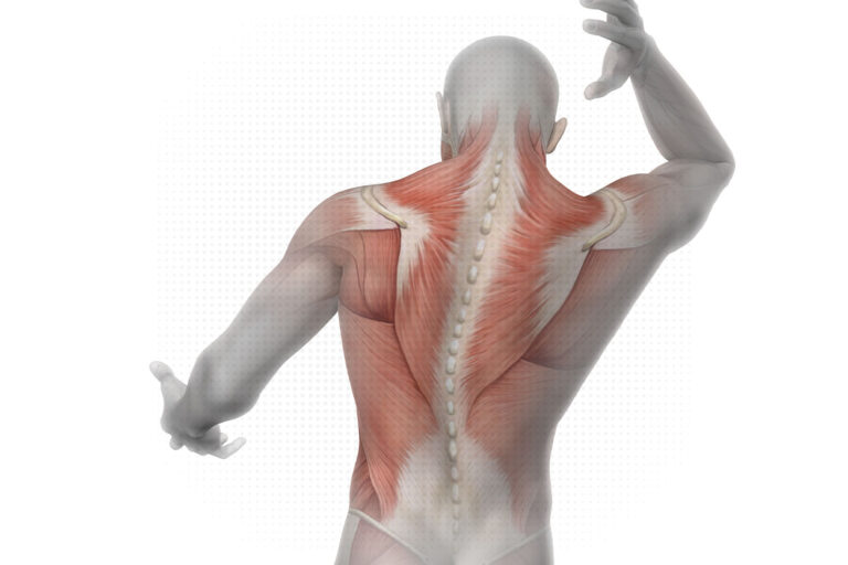 Masa muscular: ¿Sabes cómo evaluarla?.
